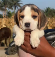 Happy Beagle puppy from Jaipur